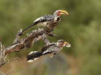 Simbavati Cederberg Ridge Lodge: Ein Gelbschnabeltoko Pärchen Simbavati Cederberg Ridge Lodge: Ein Gelbschnabeltoko Pärchen