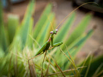 Sirikoi: Gottesanbeterin