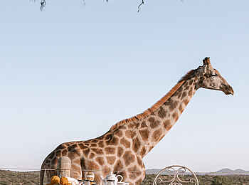 Voigtland Guesthouse: Giraffe aus nächster Nähe