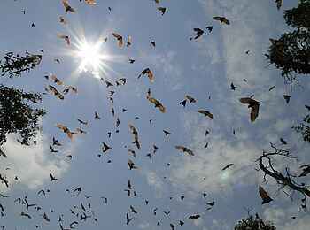 Wasa Lodge: Flughunde vor der Sonne