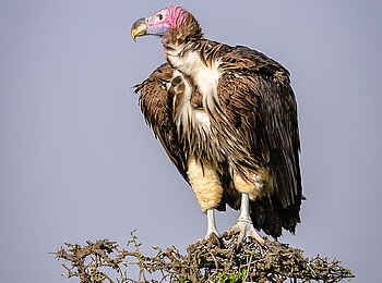 Entim Masai Mara: Ohrengeier