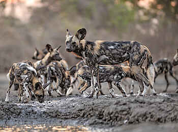 Kanga Expeditions: Wildhundrudel