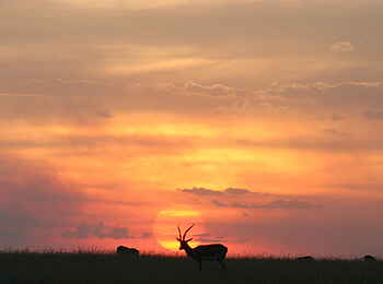 Naboisho Camp: Antilope im Sonnenuntergang