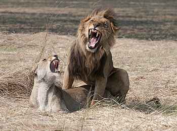 Ntemwa Busanga Bushcamp: Sich paarende Löwen