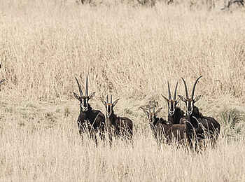 Robins Camp: Säbelantilopen Robins Camp: Säbelantilopen