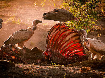 Sabi Sabi Selati Camp: Geier bei der Arbeit Sabi Sabi Selati Camp: Geier bei der Arbeit