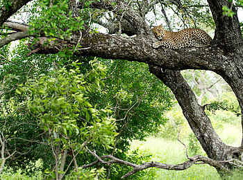 Singita Ebony Lodge: Fauler Leopard Singita Ebony Lodge: Fauler Leopard