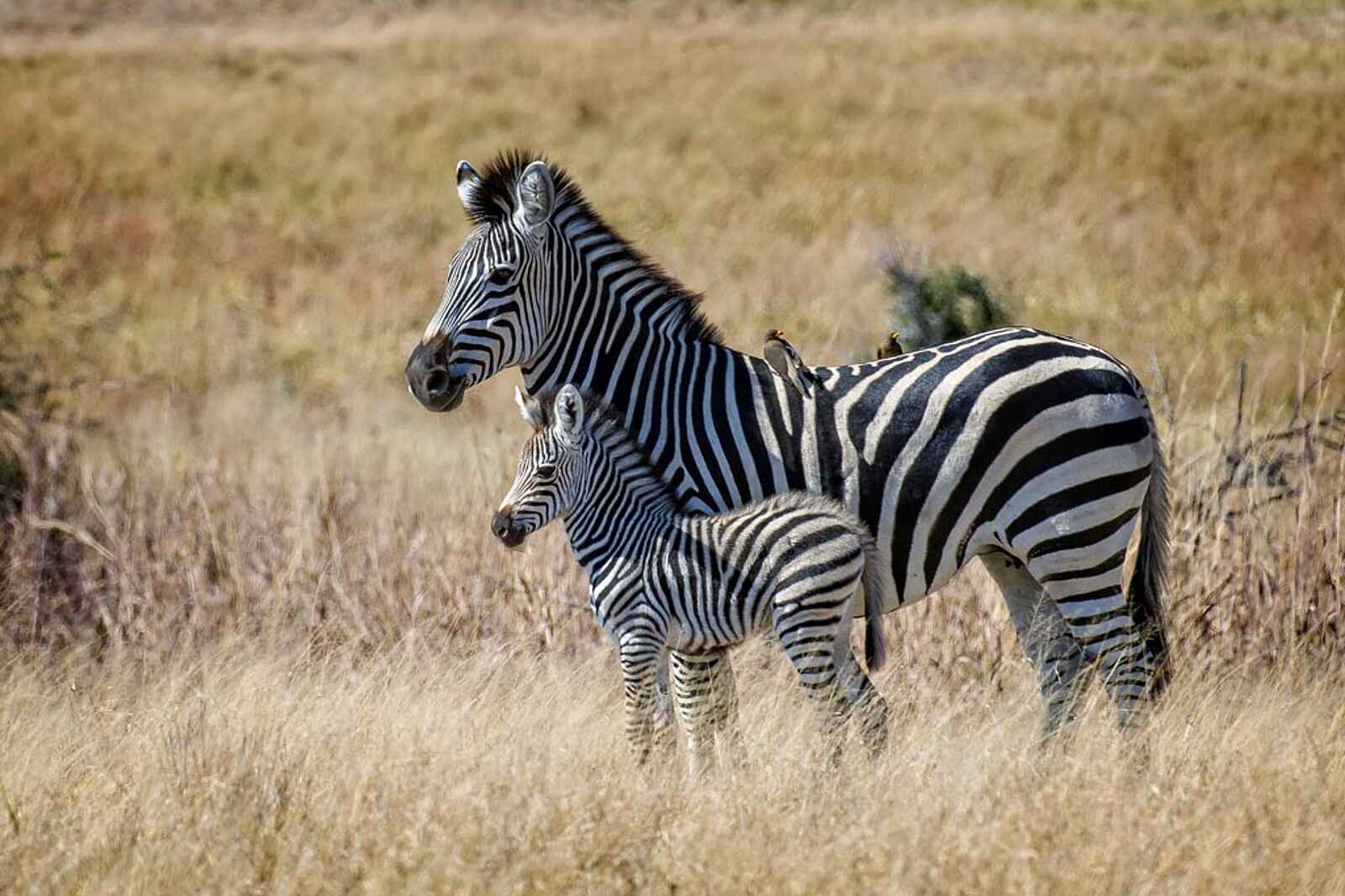 Verney's Camp: Zebra mit Fohlen Verney's Camp: Zebra mit Fohlen