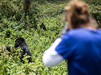 Volcanoes Virunga Lodge: Gorillabeobachtung Volcanoes Virunga Lodge: Gorillabeobachtung