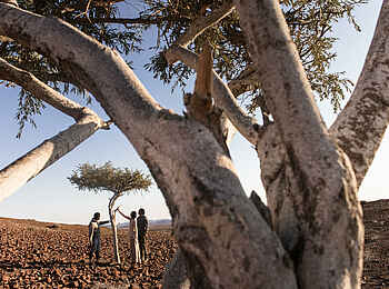 Desert Rhino Camp: Wanderung und Pflanzenkunde