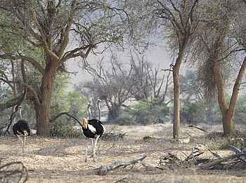 Doro Nawas Camp: Straussengruppe