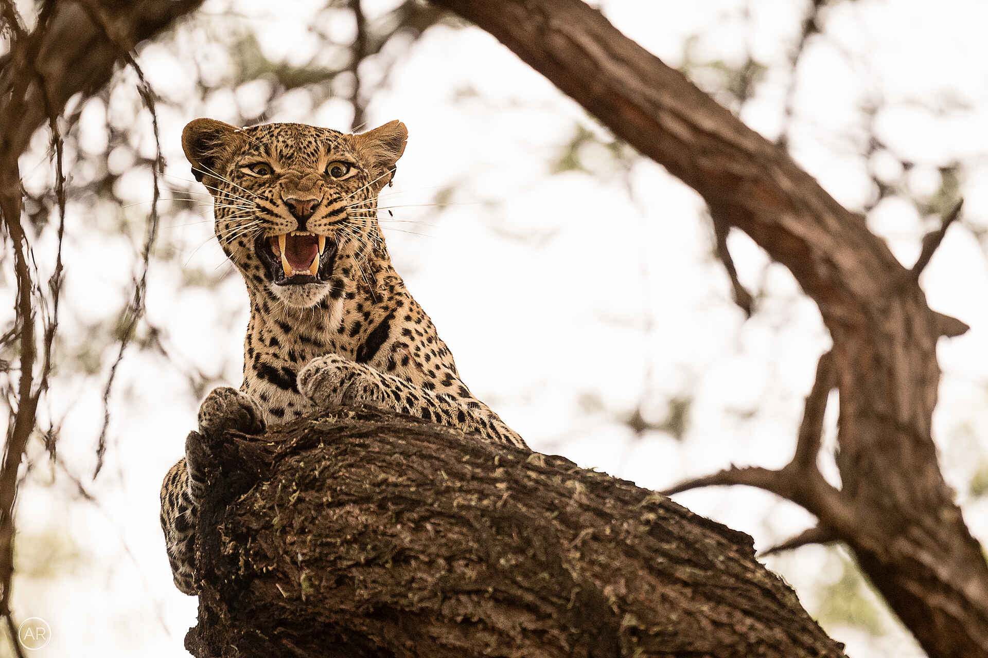 Finch Hattons: Leopard