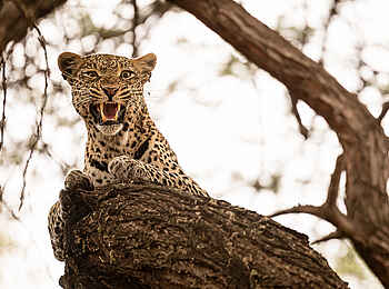 Finch Hattons: Leopard Finch Hattons: Leopard