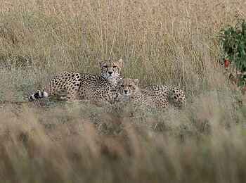 Governors' Mugie: Geparden Governors' Mugie: Geparden