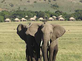 Kichwa Tembo Tented Camp: Elefanten Kichwa Tembo Tented Camp: Elefanten