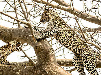 Kwihala Camp: Leoparden im Baum