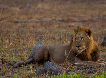 Leopard Lodge: König der Tiere