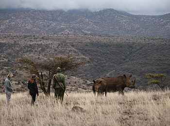 Lewa Safari Camp: Nashorn im Lewa Conservancy