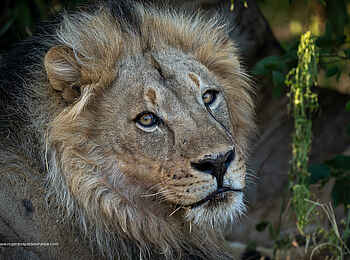 Mashatu Lodge: Löwe Mashatu Lodge: Löwe