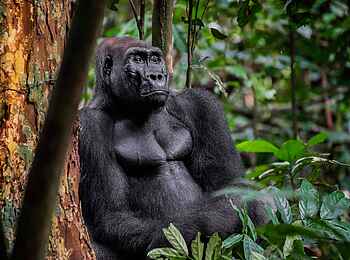 Nyanga Lodge: Gorilla
