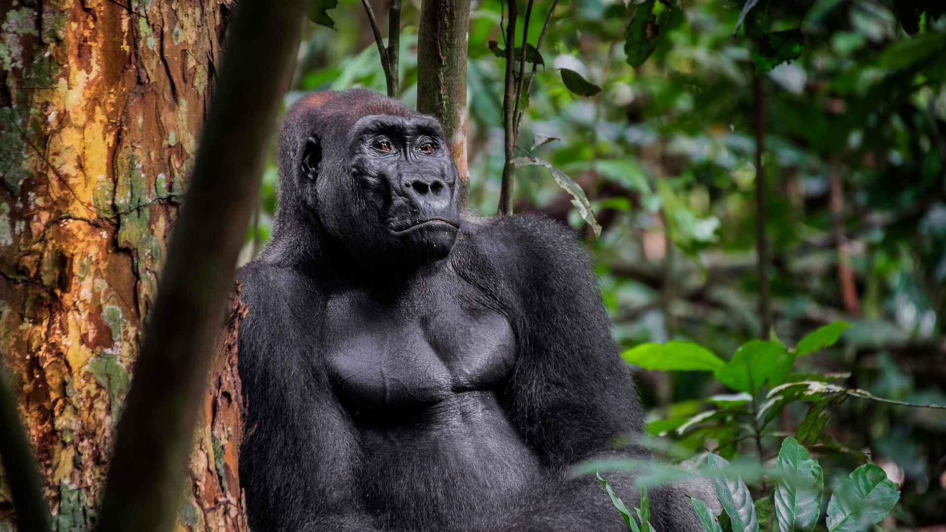 Nyanga Lodge: Gorilla