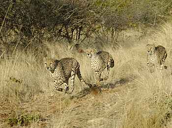 Okutala Lodge: Laufende Geparden Okutala Lodge: Laufende Geparden