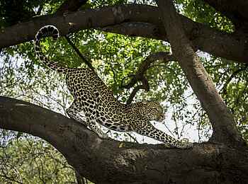 Robin Pope Safaris: Strecken