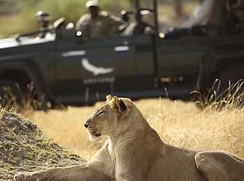 Sandibe under Canvas Camp: Löwin