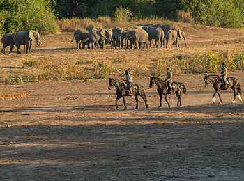 Tuli Safari Lodge Mashatu: Reit Safari