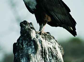 Zambezi Queen: African Fish Eagle