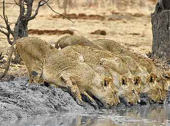 Camp Kuzuma: Trinkende Löwen Camp Kuzuma: Trinkende Löwen