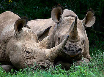 Founders Lodge by Mantis: Nashörner Founders Lodge by Mantis: Nashörner