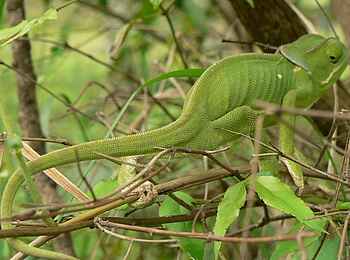 Frog and Fern Cottages: Grünes Chamäleon Frog and Fern Cottages: Grünes Chamäleon