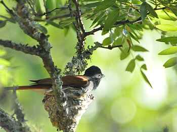 Frog and Fern Cottages: Paradise Flycatcher auf dem Gelege Frog and Fern Cottages: Paradise Flycatcher auf dem Gelege