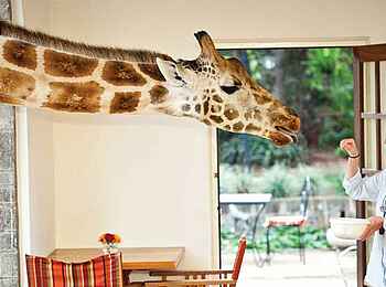 Giraffe Manor: Giraffe im Fenster Giraffe Manor: Giraffe im Fenster