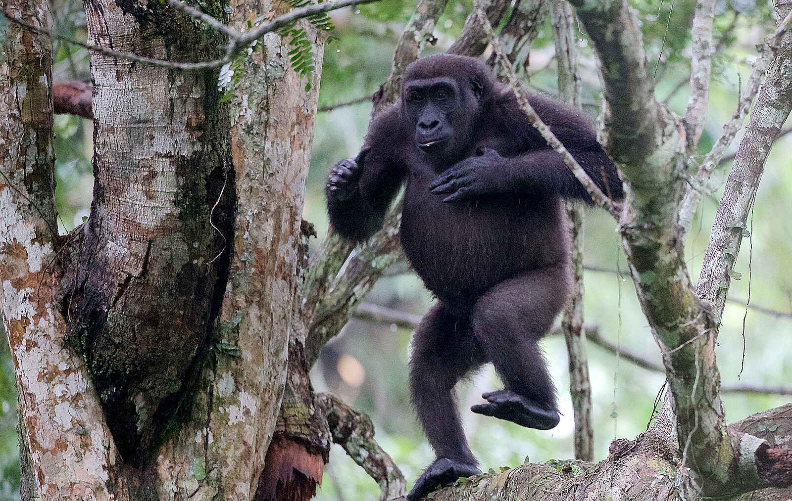 Ngaga Camp: Affentanz Ngaga Camp: Affentanz