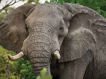 Robins Camp: Elefantenbulle Robins Camp: Elefantenbulle