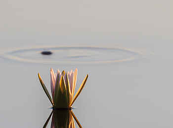 Belmond Eagle Island Lodge: Seerose Belmond Eagle Island Lodge: Seerose