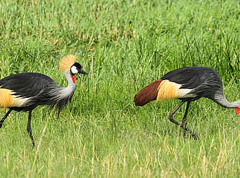 Bomani Tented Lodge: Zahlreiche Vogelwelt im Park