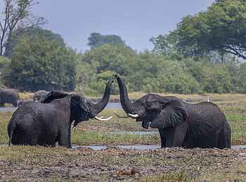 Camp Tawana: Elefanten im Wasser Camp Tawana: Elefanten im Wasser