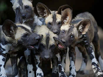 Cha Cha Metsi: Spielende Wildhundwelpen Cha Cha Metsi: Spielende Wildhundwelpen