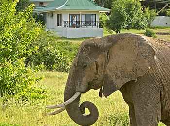 Chichele Presidential Lodge: Elefant Chichele Presidential Lodge: Elefant