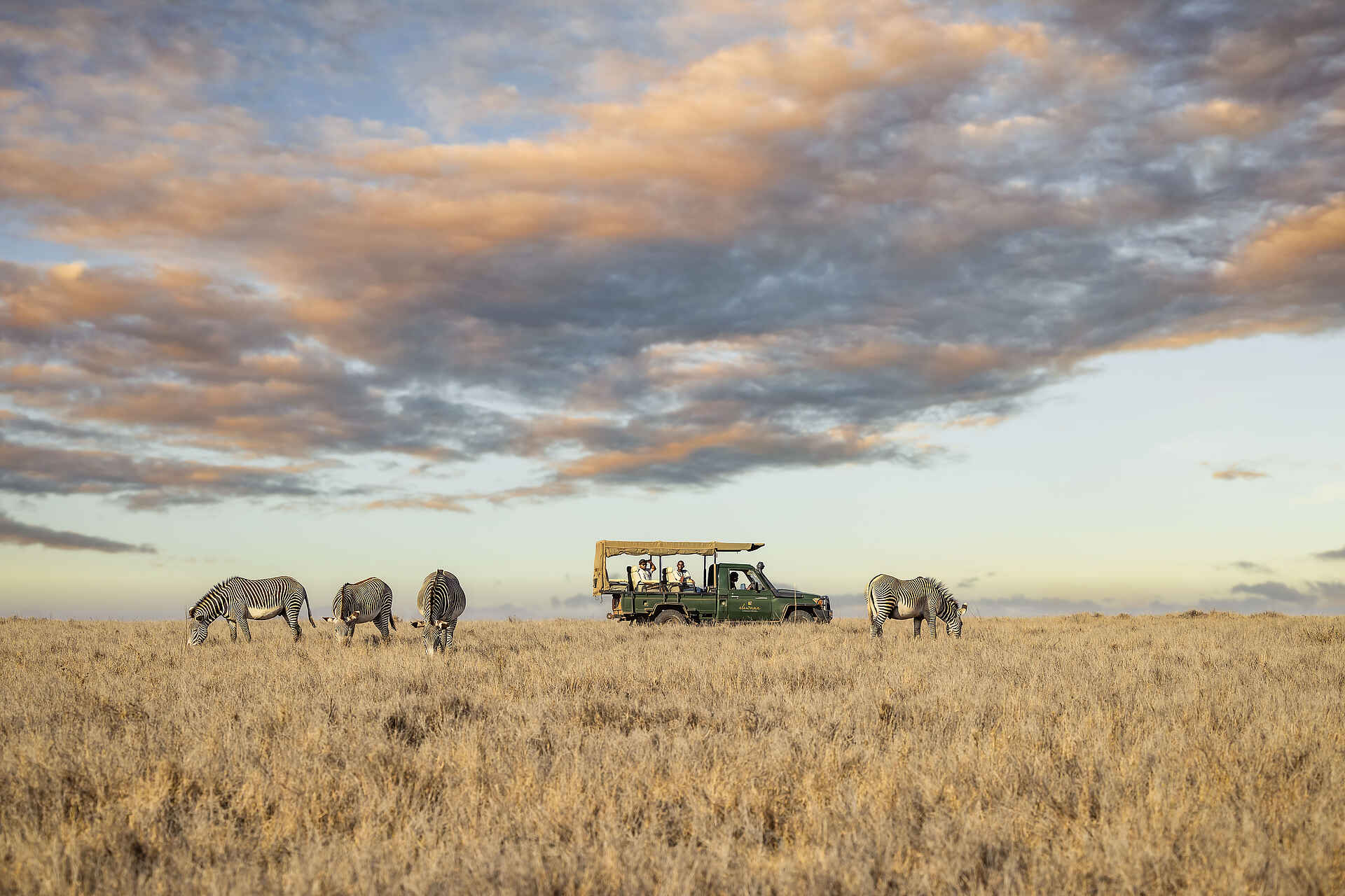 Lewa Safari Camp: Zebras auf Pirschfahrt entdecken Lewa Safari Camp: Zebras auf Pirschfahrt entdecken