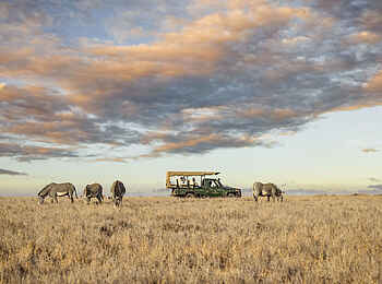 Lewa Safari Camp: Zebras auf Pirschfahrt entdecken