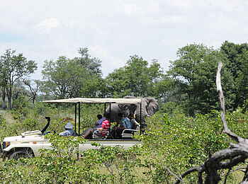 Macatoo Camp: Safari im Geländewagen