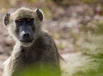 Mpala Jena Camp: Pavian Mpala Jena Camp: Pavian