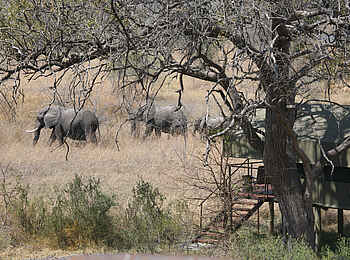 Nkasa Lupala Tented Lodge: Elefanten ziehen durch das Camp Nkasa Lupala Tented Lodge: Elefanten ziehen durch das Camp