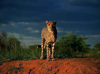 Okonjima Plains Camp: Abendstimmung mit Gepard Okonjima Plains Camp: Abendstimmung mit Gepard