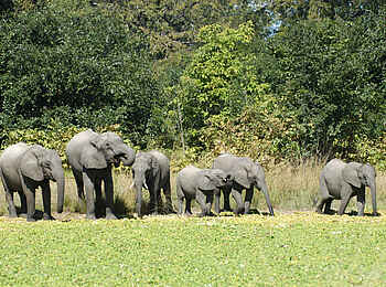 Robin Pope Safaris: Trinkende Elefanten