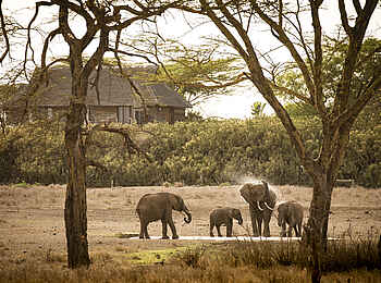Segera Retreat: Elefanten vor einer Garden Villa